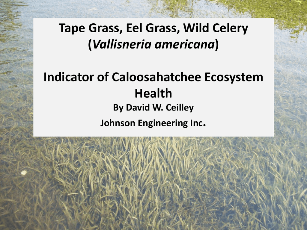 Tape Grass, Eel Grass, Wild Cherry ( Vallisneria Americana ); Indicator