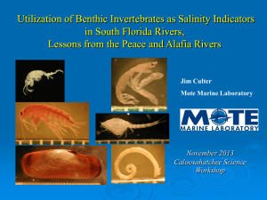 Utilization of Benthic Invertebrates as Salinity Indicators In South Florida Rivers, Lessons from the Peace and Alafia Rivers