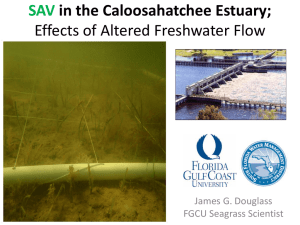 SAV in the Caloosahatchee Estuary; Effects of Altered Freshwater Flow