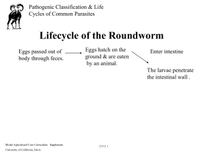 Lifecycle of the Roundworm