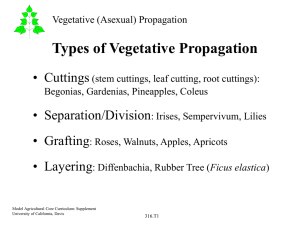 Types of Vegetative Propagation • Cuttings