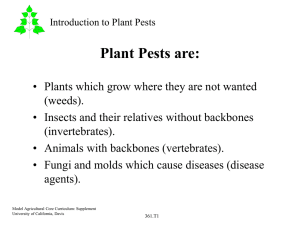 Plant Pests are: