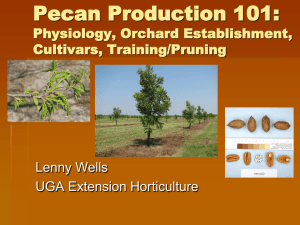 Pecan Production 101 Session 1