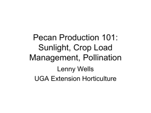 Pecan Production 101 Session 3