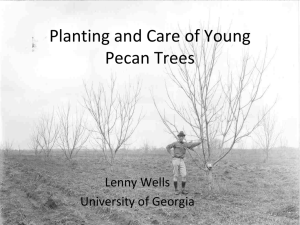 Planting and Care of young Pecan Trees