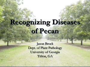 Recognizing Diseases of Pecans