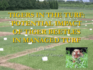 2006 SEB 'Tigers in the Turf'
