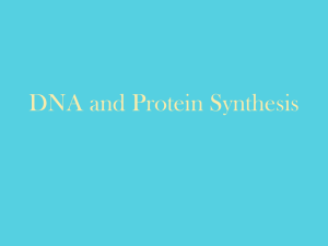 The Structure of DNA and Protein Synthesis