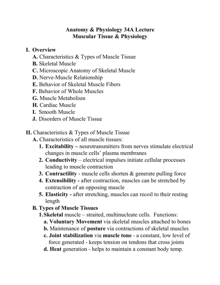 complete-muscle-tissue-physiology