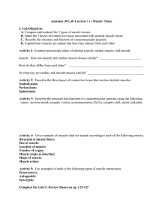 Lab 11 Muscle Tissue