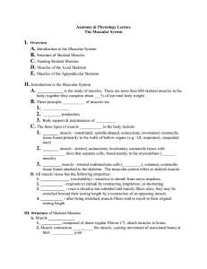 Muscular System
