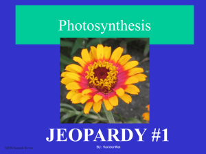 More Photosynthesis Jeopardy