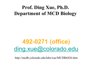 492-0271 (office)  Prof. Ding Xue, Ph.D. Department of MCD Biology