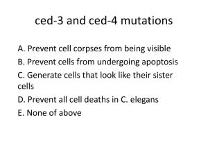 ced-3 and ced-4 mutations