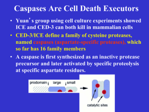 Caspases Are Cell Death Executors