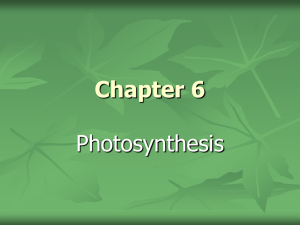 Chapter 6 Photosynthesis