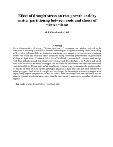Effect of drought stress on root growth and dry winter wheat