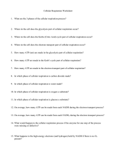 cell_respiration_worksheet.doc