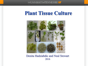 Lecture 5 Tissue Culture