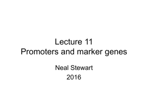 Lecture 11 Promoters