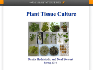 Plant Tissue Culture