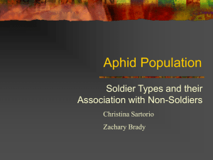 Comparison of the Cytochrome Oxidase subunit I Gene in Soldier and Non-soldier Aphids