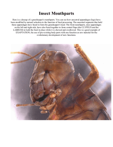 Bio 1407 Insect Mouthparts.doc