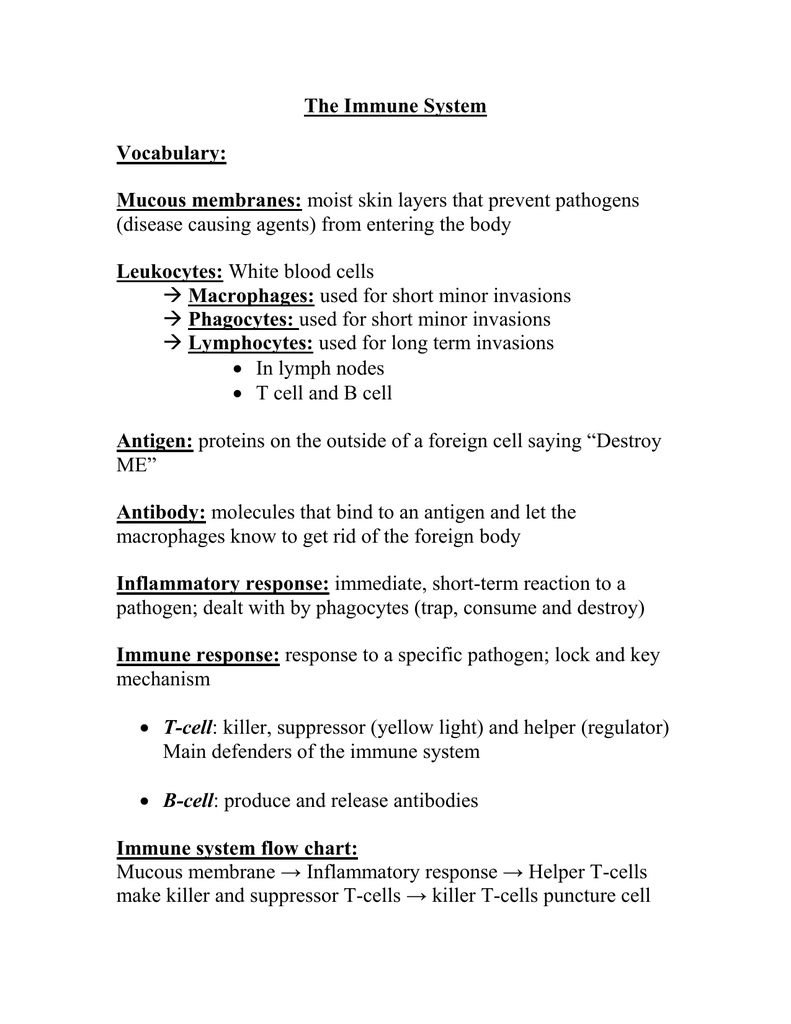 Immune Response Flow Chart Worksheet