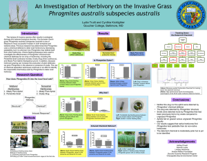 An Investigation of Herbivory on the Invasive Grass Phragmites australis