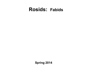 Rosids - Fabids