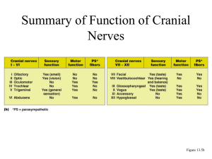 cranial nerves1