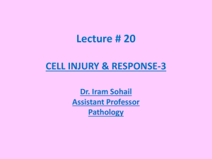 cell injury & response - 3