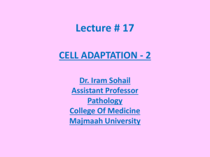 cell adaptation -2