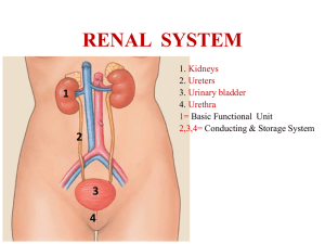 PHYSIOLOGY LECTURE-1- RENAL SYSTEM FOR 1ST YEAR