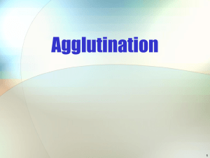Agglutination 1