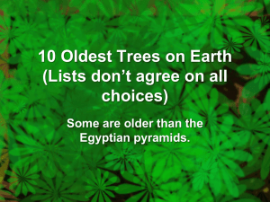 Ten Oldest Trees on Earth