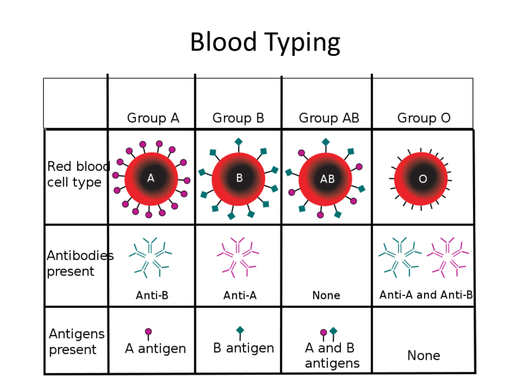 lab-blood-typing