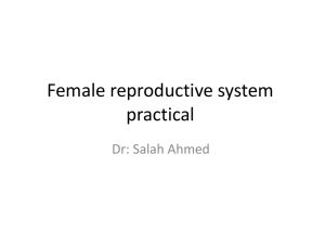 Female reproductive system practical Dr: Salah Ahmed