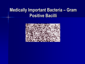 Medically Important Bacteria – Gram Positive Bacilli