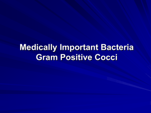 Medically Important Bacteria Gram Positive Cocci