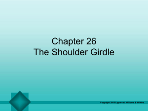 The Shoulder Girdle