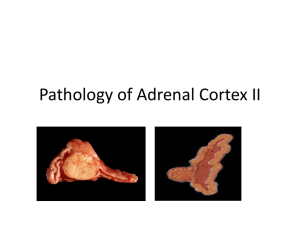 Adrenal cortex II
