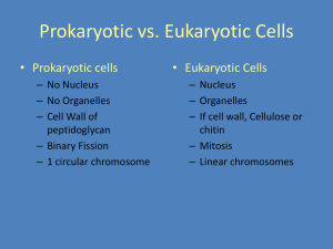 Prokaryotic vs. Eukaryotic Cells • Prokaryotic cells • Eukaryotic Cells