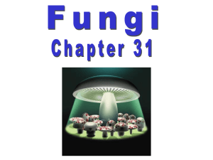 fungi 1