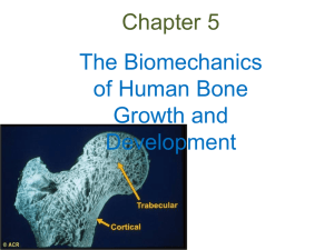 Chapter 5 The Biomechanics of Human Bone Growth and