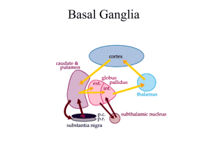 Basal Ganglia