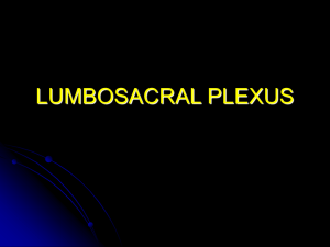 LUMBOSACRAL PLEXUS