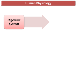 Human Physiology Digestive System 1