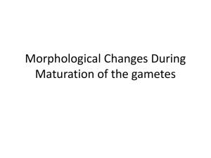 Embryology lecture. HUMN110. Morphological changes during maturation of gametes