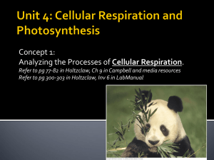 Concept 1: Cellular Respiration